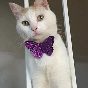 Shiny Butterfly Cat Collar
